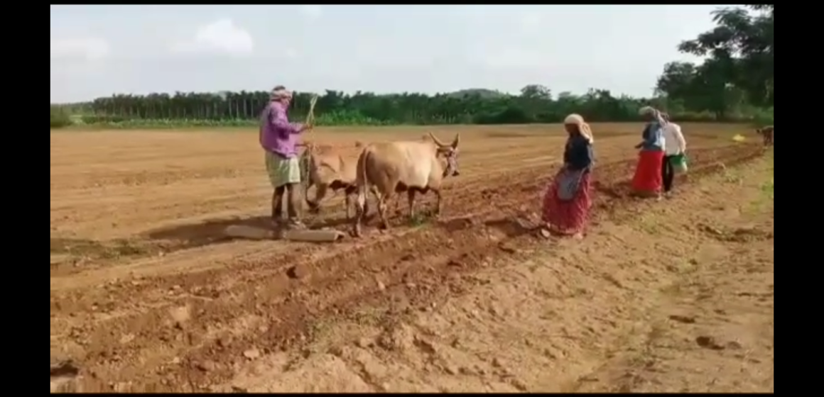 ತಾಲೂಕಿನಲ್ಲಿ ಮುಂಗಾರು ಹಂಗಾಮು ಜೋರು; ಭೂಮಿ ಹದಗೊಳಿಸಿ ಬಿತ್ತನೆ ಕಾರ್ಯ ಮಾಡುತ್ತಿರೋ ಅನ್ನದಾತರು..!