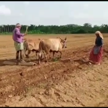 ತಾಲೂಕಿನಲ್ಲಿ ಮುಂಗಾರು ಹಂಗಾಮು ಜೋರು; ಭೂಮಿ ಹದಗೊಳಿಸಿ ಬಿತ್ತನೆ ಕಾರ್ಯ ಮಾಡುತ್ತಿರೋ ಅನ್ನದಾತರು..!