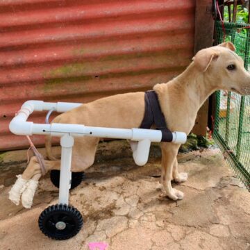 ಆ ನಾಯಿ ಮರಿಗೆ ಮರುಜನ್ಮ ಕೊಟ್ಟಿದ್ದೇ ರೋಚಕ: ಮಾನವೀಯತೆ ಅಂದ್ರೆ ಇದೇ ಅಲ್ವಾ..!