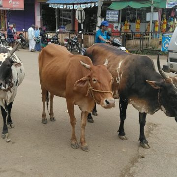 ಮುಂಡಗೋಡಿನಲ್ಲಿ ಬಿಡಾಡಿ ದನಗಳದ್ದೇ ಕಾರುಬಾರು; ಪಪಂ ಬೇಜವಾಬ್ದಾರಿ ಕೇಳೋರ್ಯಾರು..?