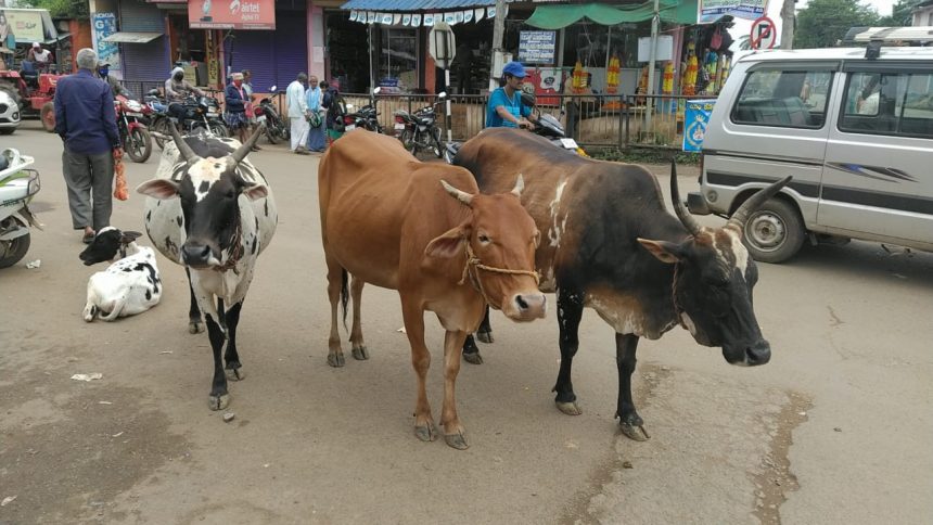 ಮುಂಡಗೋಡಿನಲ್ಲಿ ಬಿಡಾಡಿ ದನಗಳದ್ದೇ ಕಾರುಬಾರು; ಪಪಂ ಬೇಜವಾಬ್ದಾರಿ ಕೇಳೋರ್ಯಾರು..?