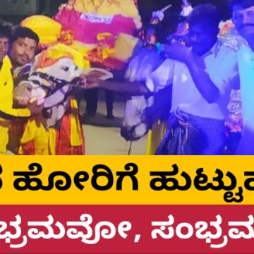 ಸಿದ್ದನಕೊಪ್ಪದ ಸ್ಪರ್ಧಾ ಹೋರಿಗೆ ಹುಟ್ಟುಹಬ್ಬದ ಸಂಭ್ರಮ..!