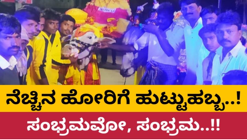 ಸಿದ್ದನಕೊಪ್ಪದ ಸ್ಪರ್ಧಾ ಹೋರಿಗೆ ಹುಟ್ಟುಹಬ್ಬದ ಸಂಭ್ರಮ..!