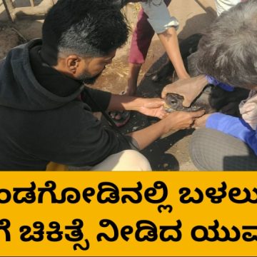 ಮುಂಡಗೋಡಿನಲ್ಲಿ ಅನಾರೋಗ್ಯಕ್ಕೀಡಾಗಿ ಬಳಲುತ್ತಿದ್ದ ಕರು ರಕ್ಷಿಸಿದ ಯುವಕರು..!