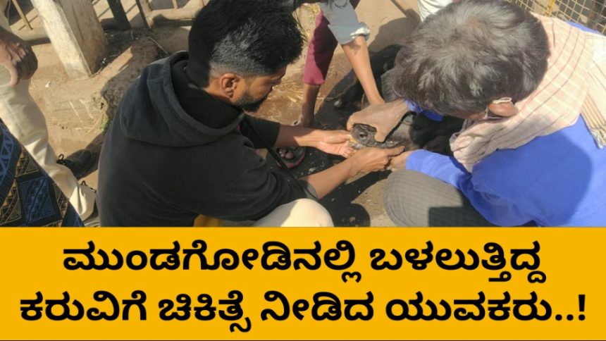 ಮುಂಡಗೋಡಿನಲ್ಲಿ ಅನಾರೋಗ್ಯಕ್ಕೀಡಾಗಿ ಬಳಲುತ್ತಿದ್ದ ಕರು ರಕ್ಷಿಸಿದ ಯುವಕರು..!