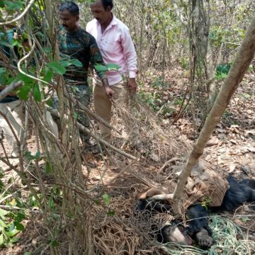 ಕಾತೂರು ಬಳಿ ಉರುಳಿಗೆ ಸಿಕ್ಕು ಒದ್ದಾಡುತ್ತಿದ್ದ ಕರಡಿ, ಜೀವದ ಹಂಗು ತೊರೆದು ರಕ್ಷಿಸಿದ ಅರಣ್ಯ ಸಿಬ್ಬಂದಿ..!