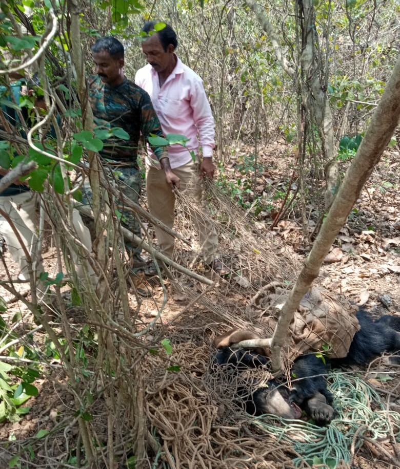 ಕಾತೂರು ಬಳಿ ಉರುಳಿಗೆ ಸಿಕ್ಕು ಒದ್ದಾಡುತ್ತಿದ್ದ ಕರಡಿ, ಜೀವದ ಹಂಗು ತೊರೆದು ರಕ್ಷಿಸಿದ ಅರಣ್ಯ ಸಿಬ್ಬಂದಿ..!