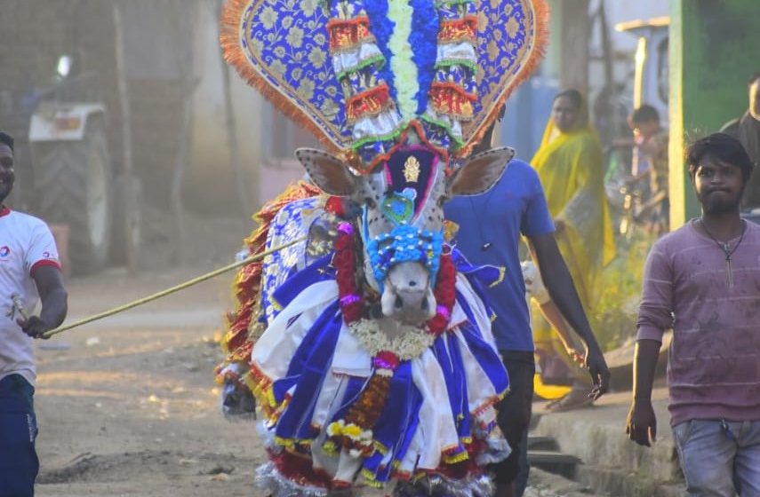 “ಮುಂಡಗೋಡ ಮಹಾರಾಜ್” ಸ್ಪರ್ಧಾ ಹೋರಿ ಅಸ್ತಂಗತವಾಗಿ ಒಂದು ವರ್ಷ, ಅಭಿಮಾನಿಗಳಿಂದ ವಾರ್ಷಿಕ ಪುಣ್ಯತಿಥಿ..!