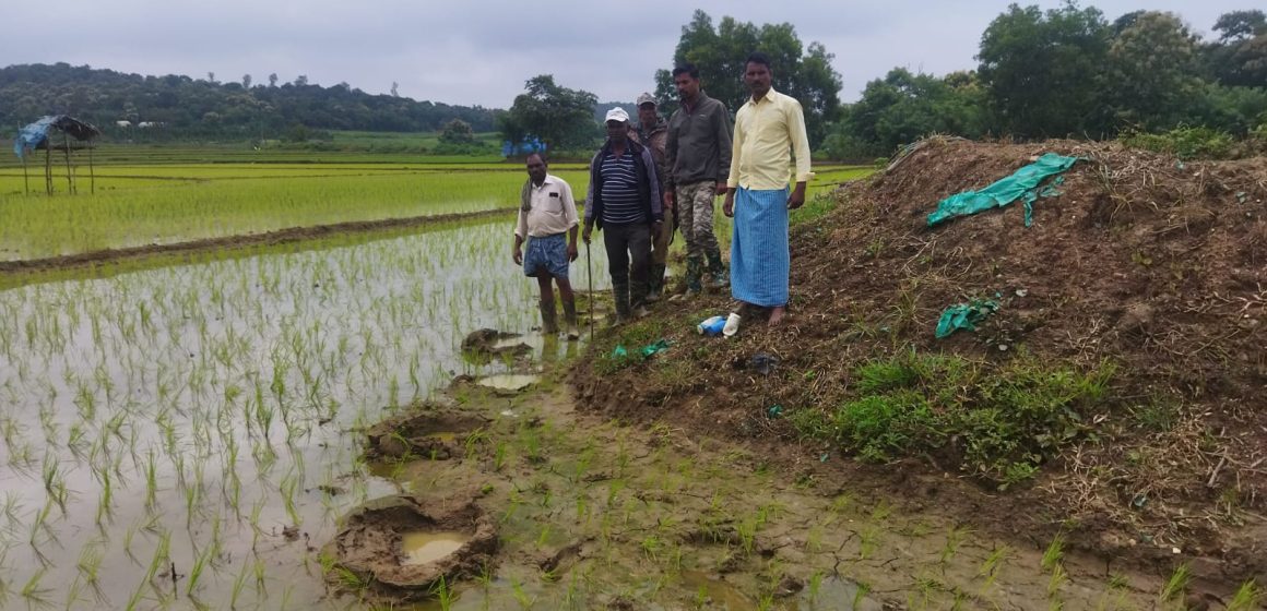 ಸನವಳ್ಳಿ ಭಾಗದಲ್ಲಿ ಕಾಡಾನೆಗಳ ಹಿಂಡು, ಗದ್ದೆಗಳಲ್ಲಿ ಗಜರಾಜನ ಹೆಜ್ಜೆ ಗುರುತು ಪತ್ತೆ..! ಆತಂಕದಲ್ಲಿ ರೈತರು..!!