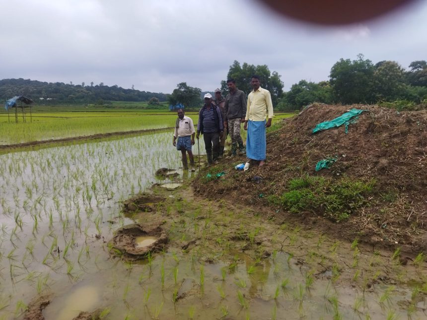 ಸನವಳ್ಳಿ ಭಾಗದಲ್ಲಿ ಕಾಡಾನೆಗಳ ಹಿಂಡು, ಗದ್ದೆಗಳಲ್ಲಿ ಗಜರಾಜನ ಹೆಜ್ಜೆ ಗುರುತು ಪತ್ತೆ..! ಆತಂಕದಲ್ಲಿ ರೈತರು..!!