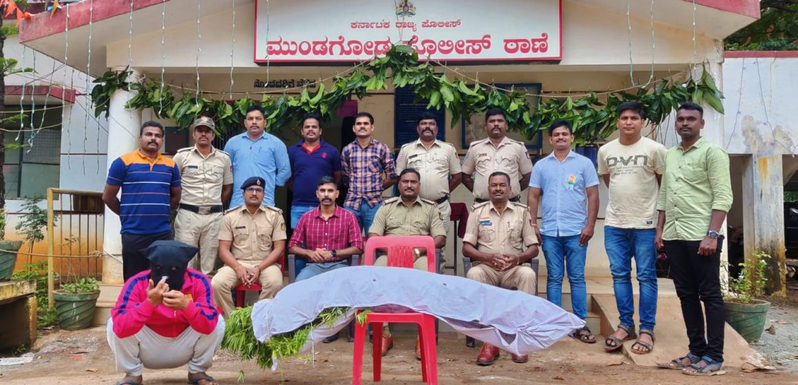 ಗಾಂಜಾ ಬೆಳೆದಿದ್ದ ಚಾಲಾಕಿ ಟಿಬೇಟಿಗನ ಬಂಧನ, ಹಸಿ ಹಸಿ ಗಾಂಜಾ ವಶಕ್ಕೆ ಪಡೆದ ಮುಂಡಗೋಡ ಪೊಲೀಸ್ರು..!