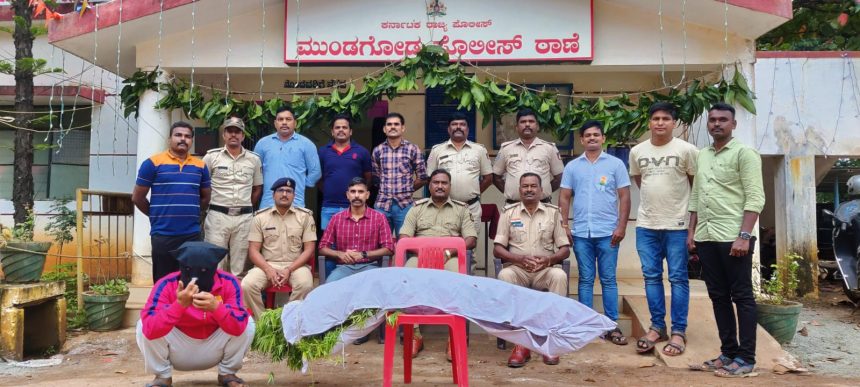 ಗಾಂಜಾ ಬೆಳೆದಿದ್ದ ಚಾಲಾಕಿ ಟಿಬೇಟಿಗನ ಬಂಧನ, ಹಸಿ ಹಸಿ ಗಾಂಜಾ ವಶಕ್ಕೆ ಪಡೆದ ಮುಂಡಗೋಡ ಪೊಲೀಸ್ರು..!