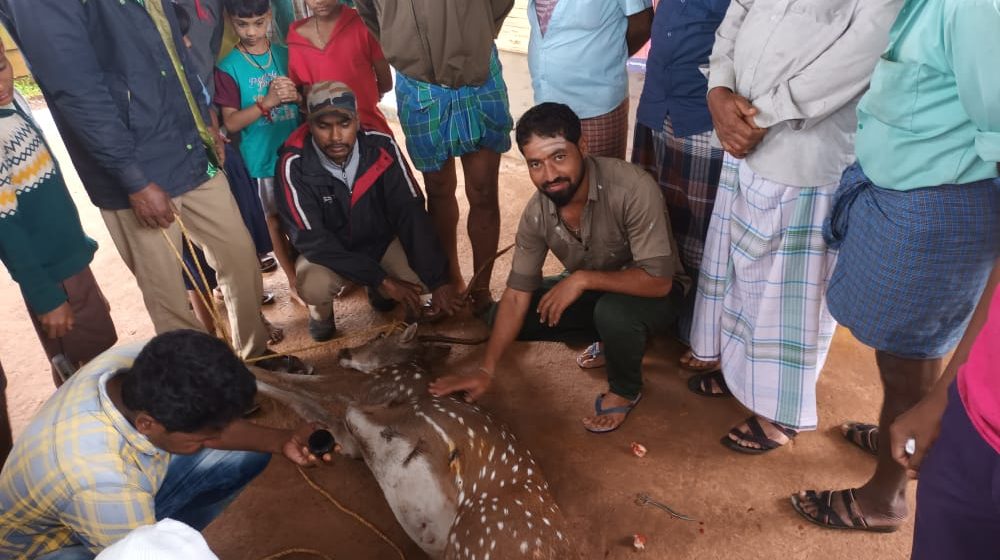 ಪಾಳಾ ಕಲಕೊಪ್ಪದಲ್ಲಿ ನಾಯಿ ದಾಳಿಗೆ ಬಲಿಯಾಗುತ್ತಿದ್ದ ಜಿಂಕೆ ರಕ್ಷಣೆ, ಮಾನವೀಯತೆ ತೋರಿದ ಗ್ರಾಮಸ್ಥರು..!