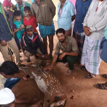 ಪಾಳಾ ಕಲಕೊಪ್ಪದಲ್ಲಿ ನಾಯಿ ದಾಳಿಗೆ ಬಲಿಯಾಗುತ್ತಿದ್ದ ಜಿಂಕೆ ರಕ್ಷಣೆ, ಮಾನವೀಯತೆ ತೋರಿದ ಗ್ರಾಮಸ್ಥರು..!