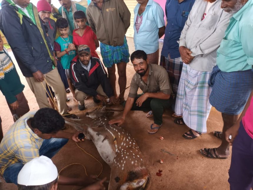 ಪಾಳಾ ಕಲಕೊಪ್ಪದಲ್ಲಿ ನಾಯಿ ದಾಳಿಗೆ ಬಲಿಯಾಗುತ್ತಿದ್ದ ಜಿಂಕೆ ರಕ್ಷಣೆ, ಮಾನವೀಯತೆ ತೋರಿದ ಗ್ರಾಮಸ್ಥರು..!