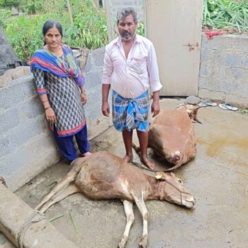 ಹಸಿಮೇವು ತಿಂದ ಕೆಲವೇ ಹೊತ್ತಲ್ಲಿ ಆಕಳು ಮತ್ತು ಕರು ದಾರುಣ ಸಾವು, ಹುನಗುಂದದಲ್ಲಿ ಘಟನೆ..!