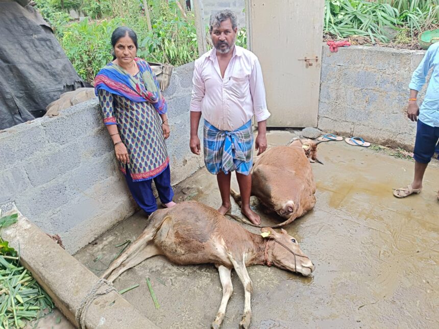 ಹಸಿಮೇವು ತಿಂದ ಕೆಲವೇ ಹೊತ್ತಲ್ಲಿ ಆಕಳು ಮತ್ತು ಕರು ದಾರುಣ ಸಾವು, ಹುನಗುಂದದಲ್ಲಿ ಘಟನೆ..!