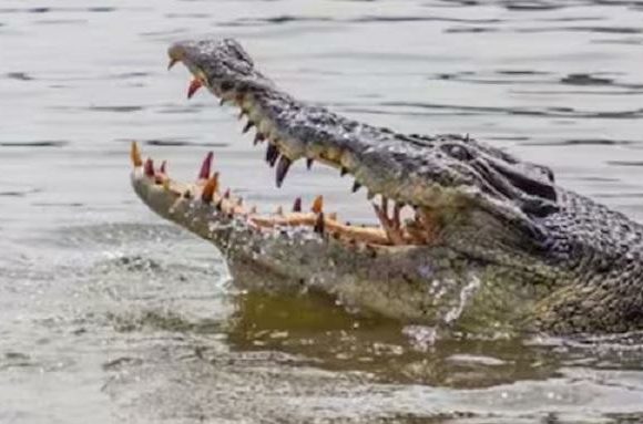 ಕೊಲೆ ಮಾಡಿ ಶವಗಳನ್ನು ಮೊಸಳೆಗೆ ಹಾಕುತ್ತಿದ್ದ ಸರಣಿ ಹಂತಕ ವೈದ್ಯನ ಬಂಧನ ; ಈತನ ಮೇಲಿದೆ 27 ಕೊಲೆ ಪ್ರಕರಣ..!