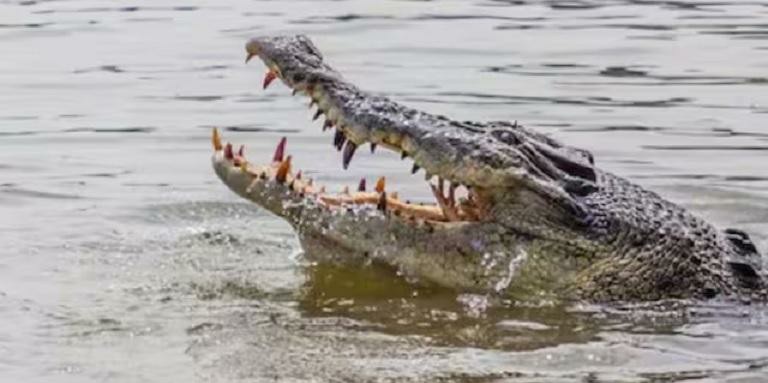 ಕೊಲೆ ಮಾಡಿ ಶವಗಳನ್ನು ಮೊಸಳೆಗೆ ಹಾಕುತ್ತಿದ್ದ ಸರಣಿ ಹಂತಕ ವೈದ್ಯನ ಬಂಧನ ; ಈತನ ಮೇಲಿದೆ 27 ಕೊಲೆ ಪ್ರಕರಣ..!