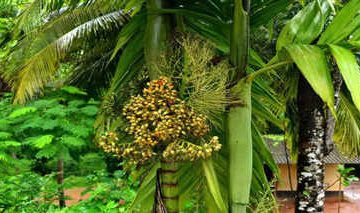 ಅಡಿಕೆ, ಕಾಫಿ, ಮೆಣಸು ಹಾಗೂ ರಬ್ಬರ್‌ನ ಮೇ 26ರ ಮಾರುಕಟ್ಟೆ ಬೆಲೆ ಇಲ್ಲಿದೆ..!