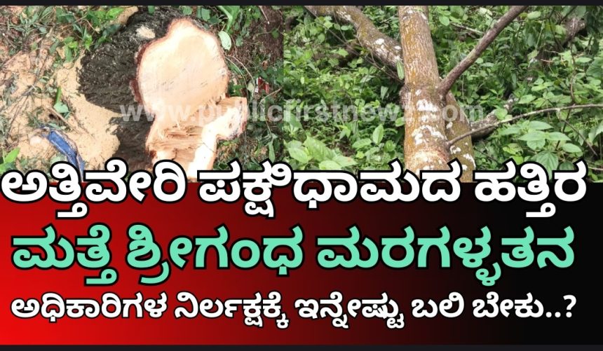 ಅತ್ತಿವೇರಿ ಪಕ್ಷಿಧಾಮದ ಕೂಗಳತೆ ದೂರದಲ್ಲಿ ಮತ್ತೆ ಎರಡು ಶ್ರೀಗಂಧದ ಮರ ಕಳ್ಳತನ..! ಇಲ್ಲಿನ ಅಧಿಕಾರಿಗಳ ನಿರ್ಲಕ್ಷಕ್ಕೆ ಇನ್ನೇಷ್ಟು ಬಲಿ ಬೇಕು..?