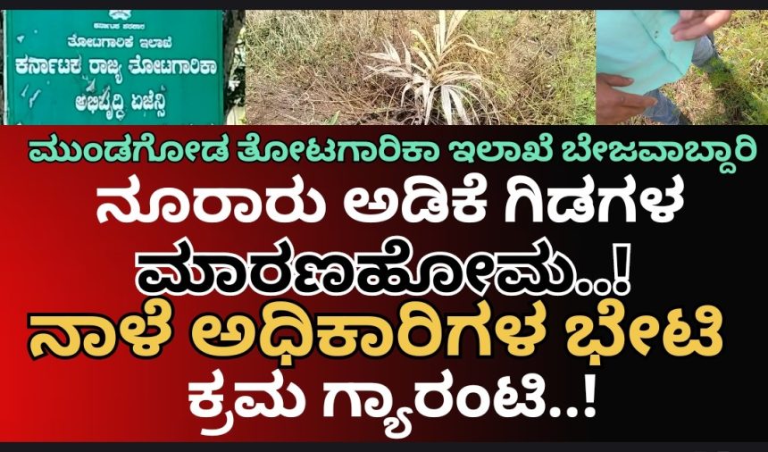 ಬಾಚಣಕಿ ಸರ್ಕಾರಿ “ಅಡಿಕೆ ಗಿಡಗಳ” ಮಾರಣ ಹೋಮ ಕೇಸ್..! ನಾಳೆಯೇ ಸ್ಥಳಕ್ಕೆ ಅಧಿಕಾರಿಗಳ ಟೀಂ ಭೇಟಿ,  ತಪ್ಪಿತಸ್ಥರ ವಿರುದ್ಧ ಕ್ರಮ ಗ್ಯಾರಂಟಿ ಅಂದ್ರು ಡಿಡಿ ಡಾ.ಬಿ.ಪಿ. ಸತೀಶ್..!
