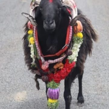 ಅಭಿಮಾನಿಗಳ ನೆಚ್ಚಿನ “ಹೈಸ್ಪೀಡ್ ಮಣಿ” ಟಗರು ಅಕಾಲಿಕ ಸಾವು..! ಸಾವಿರಾರು ಅಭಿಮಾನಿಗಳ‌ ಕಂಬನಿ..!