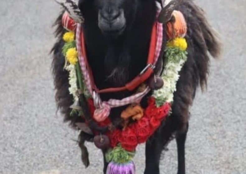 ಅಭಿಮಾನಿಗಳ ನೆಚ್ಚಿನ “ಹೈಸ್ಪೀಡ್ ಮಣಿ” ಟಗರು ಅಕಾಲಿಕ ಸಾವು..! ಸಾವಿರಾರು ಅಭಿಮಾನಿಗಳ‌ ಕಂಬನಿ..!