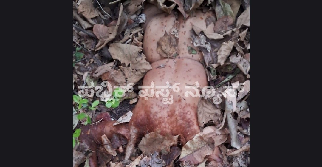 ಮಳಗಿ ಸಮೀಪದ ಕೊಳಗಿ ಅರಣ್ಯದಲ್ಲಿ ಅಪರಿಚಿತ ಮಹಿಳೆಯ ಬೆತ್ತಲೆ ಶವ ಪತ್ತೆ..! ಭೀಕರ ಹತ್ಯೆ ಮಾಡಿ ಬೀಸಾಕಿ ಹೋದ್ರಾ ಹಂತಕರು..?