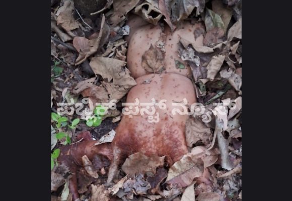 ಮಳಗಿ ಸಮೀಪದ ಕೊಳಗಿ ಅರಣ್ಯದಲ್ಲಿ ಅಪರಿಚಿತ ಮಹಿಳೆಯ ಬೆತ್ತಲೆ ಶವ ಪತ್ತೆ..! ಭೀಕರ ಹತ್ಯೆ ಮಾಡಿ ಬೀಸಾಕಿ ಹೋದ್ರಾ ಹಂತಕರು..?