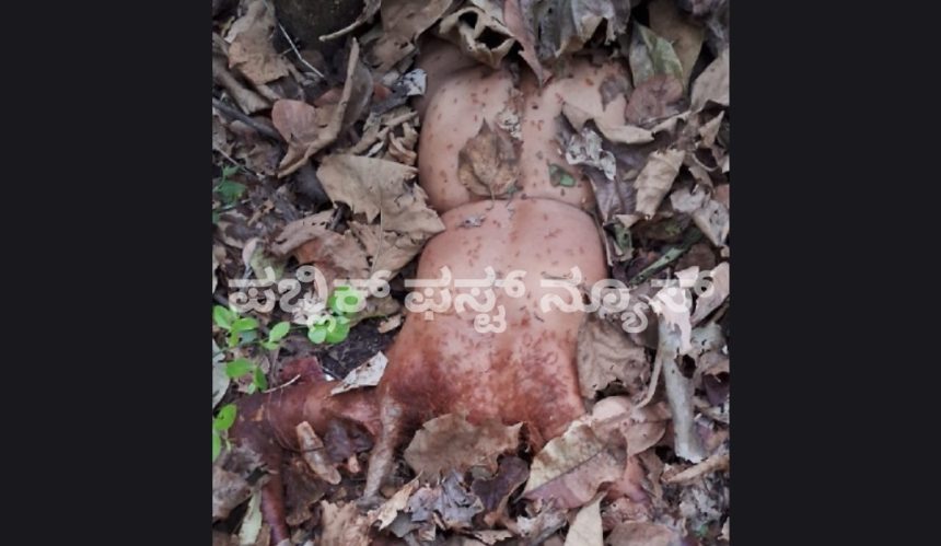 ಮಳಗಿ ಸಮೀಪದ ಕೊಳಗಿ ಅರಣ್ಯದಲ್ಲಿ ಅಪರಿಚಿತ ಮಹಿಳೆಯ ಬೆತ್ತಲೆ ಶವ ಪತ್ತೆ..! ಭೀಕರ ಹತ್ಯೆ ಮಾಡಿ ಬೀಸಾಕಿ ಹೋದ್ರಾ ಹಂತಕರು..? ಮಳಗಿ ಸಮೀಪದ ಕೊಳಗಿ ಅರಣ್ಯದಲ್ಲಿ ಅಪರಿಚಿತ ಮಹಿಳೆಯ ಬೆತ್ತಲೆ ಶವ ಪತ್ತೆ..! ಭೀಕರ ಹತ್ಯೆ ಮಾಡಿ ಬೀಸಾಕಿ ಹೋದ್ರಾ ಹಂತಕರು..?