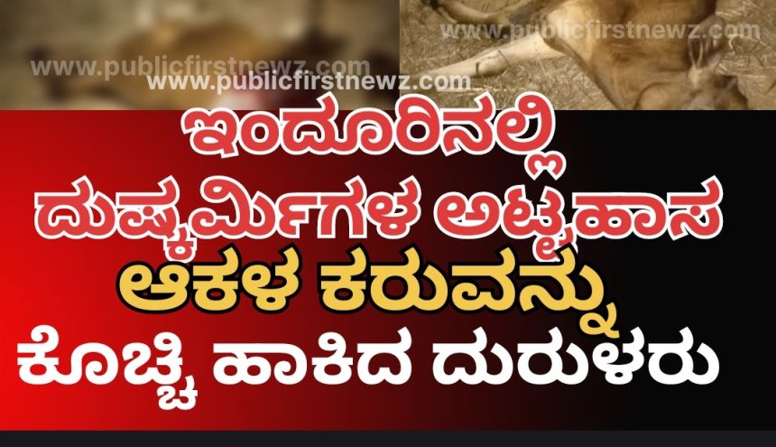 ಇಂದೂರಿನಲ್ಲಿ ಘೋರ ಕೃತ್ಯ, ಆಕಳ ಕರುವಿನ ಕರುಳನ್ನೇ ಕತ್ತರಿಸಿ ಹೋದ ದುಷ್ಕರ್ಮಿಗಳು..!